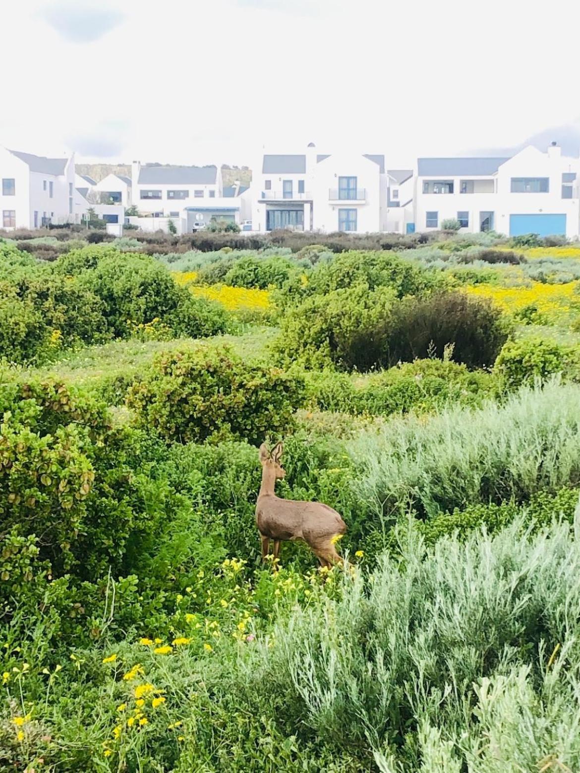 Clam Lagoon Apartment Langebaan Exterior photo